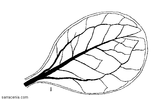 leaf