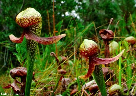 Darlingtonia