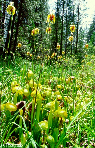 Darlingtonia