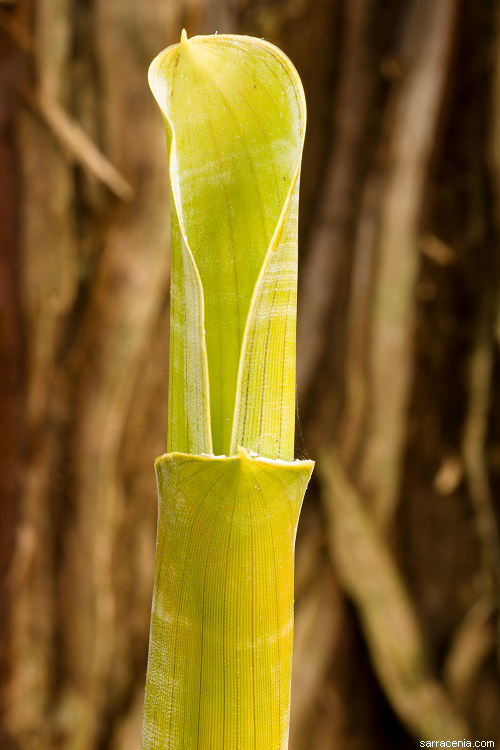 guyana highland