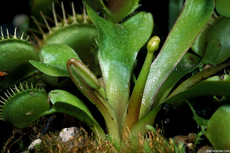 The species Carnivorous FAQ: Should I let my Venus flytrap flower?