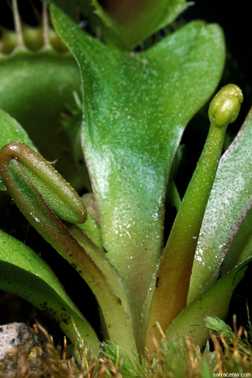 The Carnivorous Plant FAQ: Should I let my Venus flytrap flower?