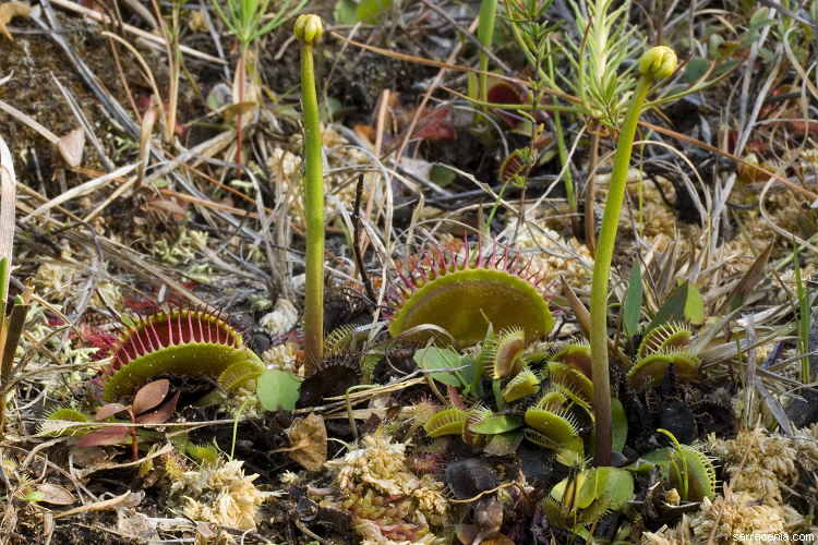  Should I let my Venus fly trap flowers? / he must not die /seeds