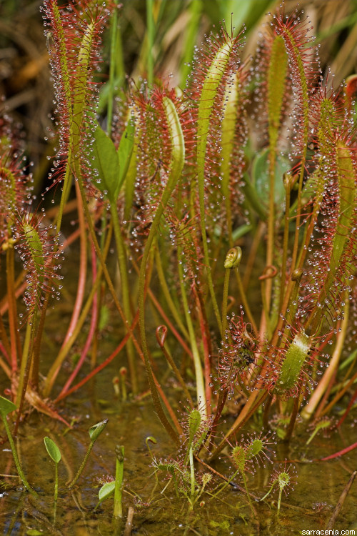 drosera anglica