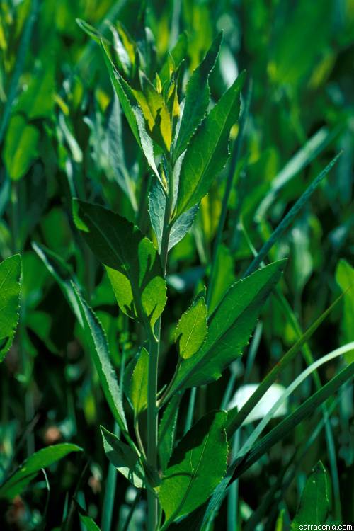 http://www.sarracenia.com/photos/invasiveplants/lepidlatif001.jpg