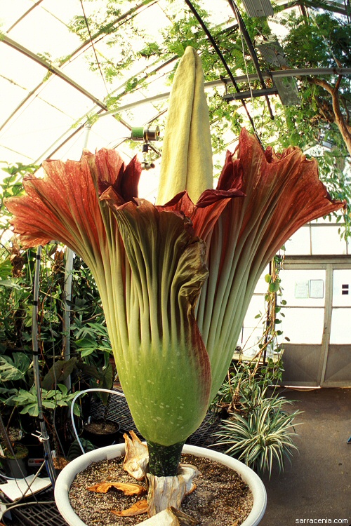 A. titanum flower; Amorphophallus titanum