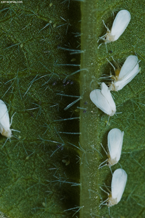 whiteflies scale faq plant killing carnivorous sarracenia