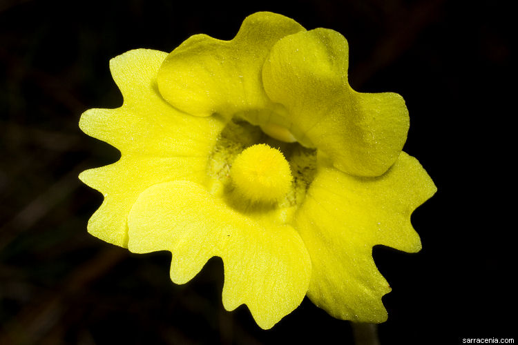 Florida Panhandle Carnivorous Plants