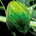 Aldrovanda