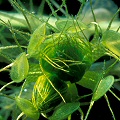 Aldrovanda