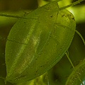 Aldrovanda