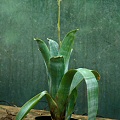 A flowering plant in low light.