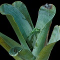 Brocchinia reducta