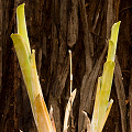 Brocchinia reducta