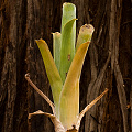 Brocchinia reducta