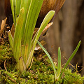 Brocchinia reducta