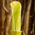 Brocchinia reducta