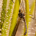 Captured prey, Western Australia.