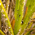 Close view of glands, Western Australia.