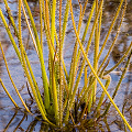 Inundated plants emerging in the spring, Western Australia.