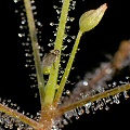 Glistening glands on yellow-brown leaves.