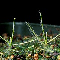 Byblis liniflora