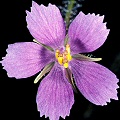 Note how the anthers are bunched together at one side of the flower center.