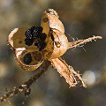 Ripe capsules splay open to expose the seeds.