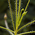 The shoot, showing the development of leaves and flowers.