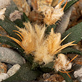 Plant.