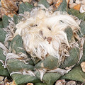 Plant.