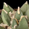Plant.