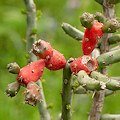 Plant.