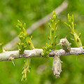 Plant.