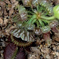 A young plant with its first large pitcher.