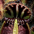 Cephalotus