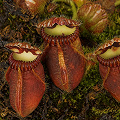 Cephalotus