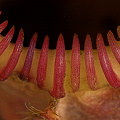 Cephalotus