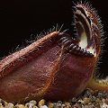 A pitcher viewed from the side.