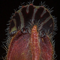 A pitcher viewed from the front.