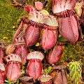 Cephalotus