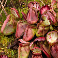 More pitchers from an angle, Western Australia.