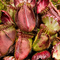 A cluster of medium pitchers, Western Australia.