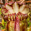 A huge pitcher, Western Australia.