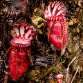 Very red pitchers, Western Australia.