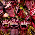 Very purplish pitchers, Western Australia.