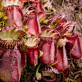 Cephalotus