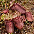 Cephalotus