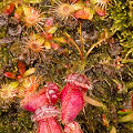 Teensy baby pitchers, Western Australia.