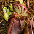 A large purple plant, Western Australia.